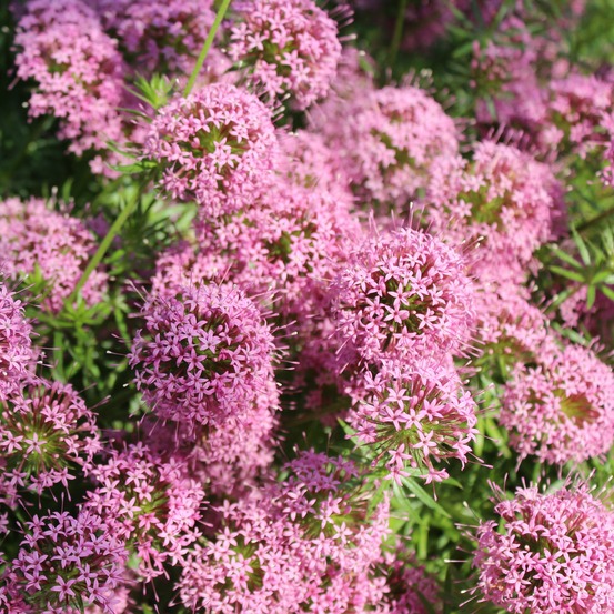 Crucianelle - les 2 pots / ø 9cm