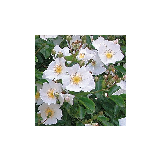 Rosier grimpant blanc saint galmier® evegal