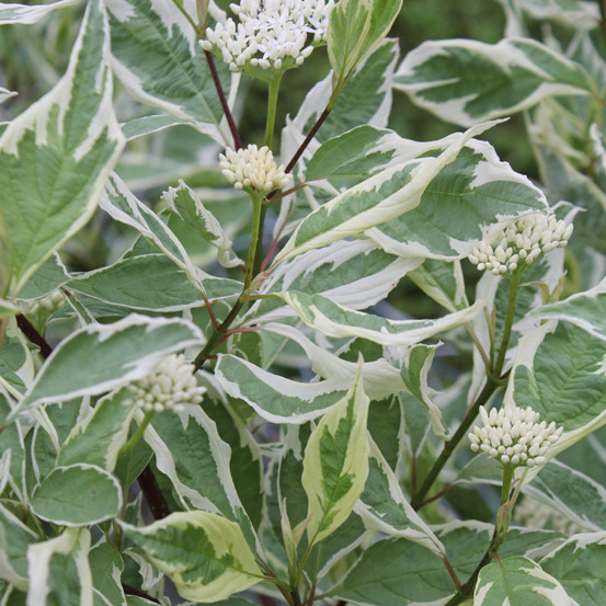 2 x cornouiller blanc 'elegantissima' - cornus alba 'elegantissima' - 60-80 cm pot