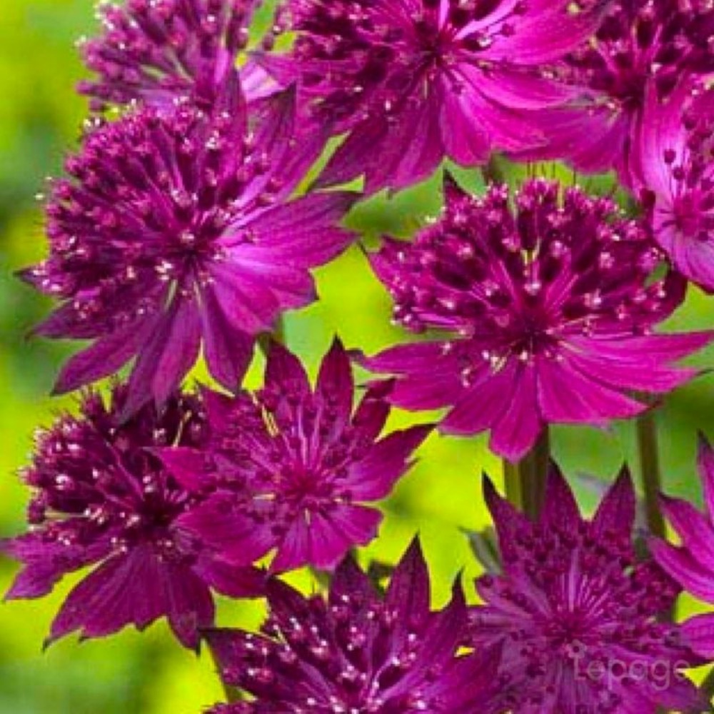 3 grande astrances 'venice' (astrantia major 'venice')