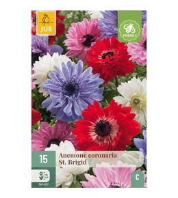 Mix de 15 anemones coronaria st. Brigid