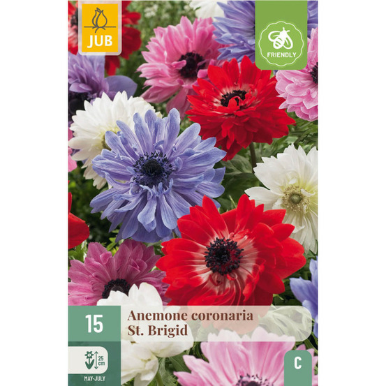 Mix de 15 anemones coronaria st. Brigid