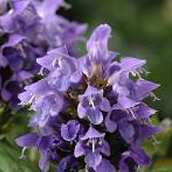 6 x brunelle, prunelle - prunella grandiflora (violet) - godet 9cm x 9cm