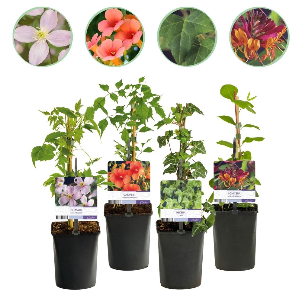 Trio de grimpantes fleuries - grimpantes fleuries - pot 11 cm - hauteur 40 cm - plante d'extérieur