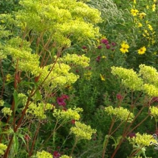 Patrinia monandra godet de 8/9 cm