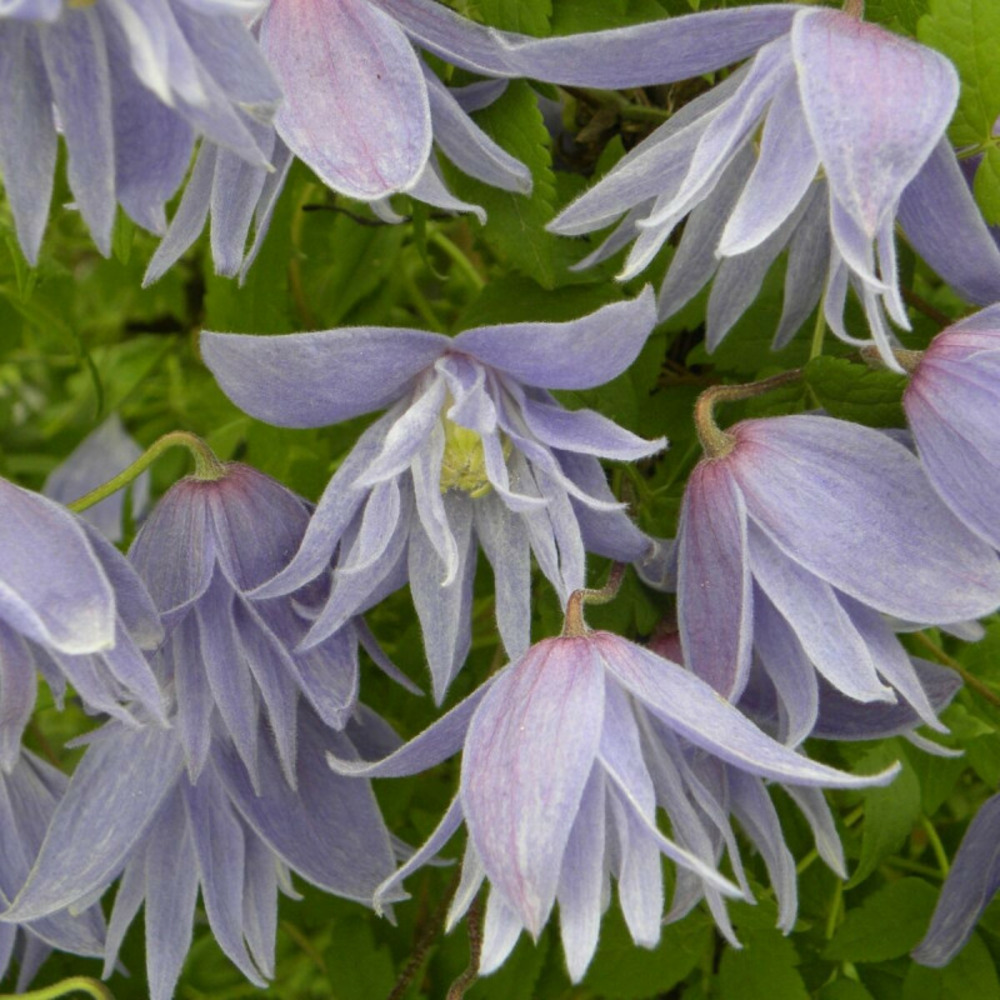 Clématite macropetala godet - 5/20 cm