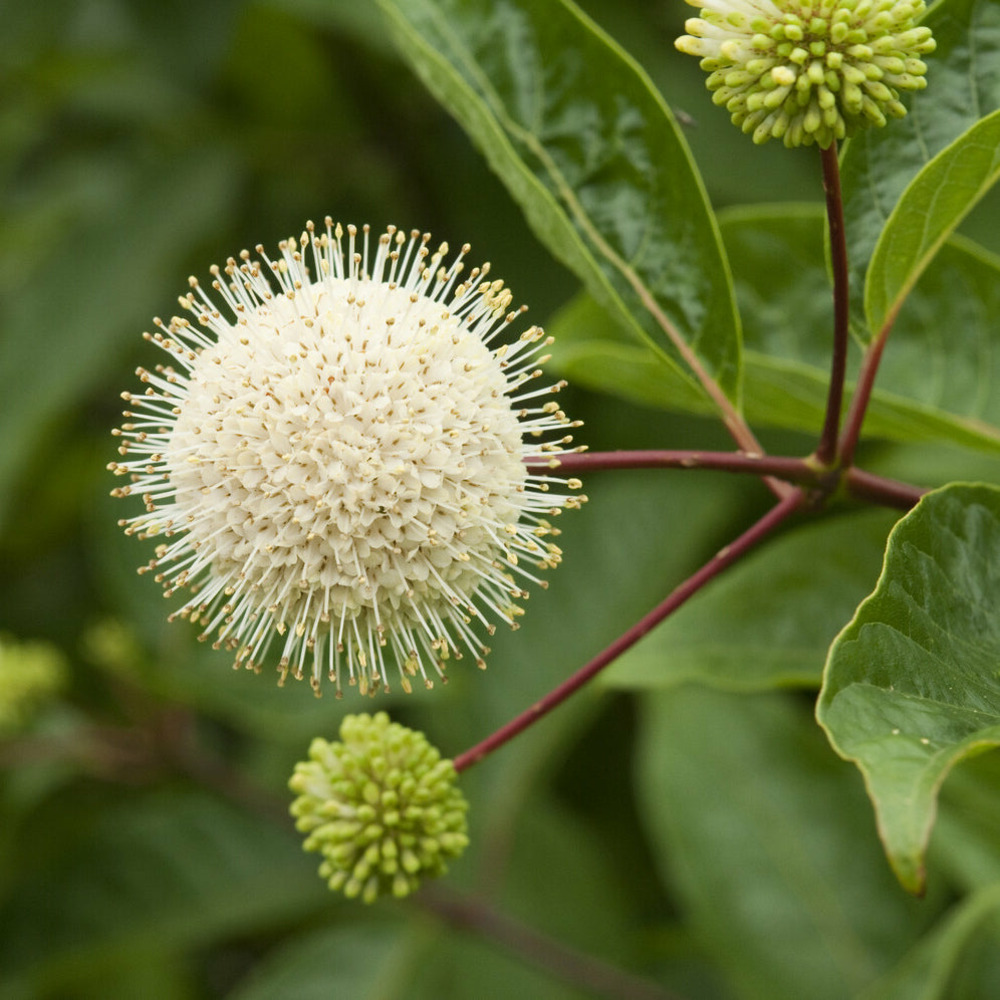 Cephalanthus occidentalis sur tige - le pot / 3l / tige 50cm / hauteur livrée environ 70cm, vendu par lot de 2
