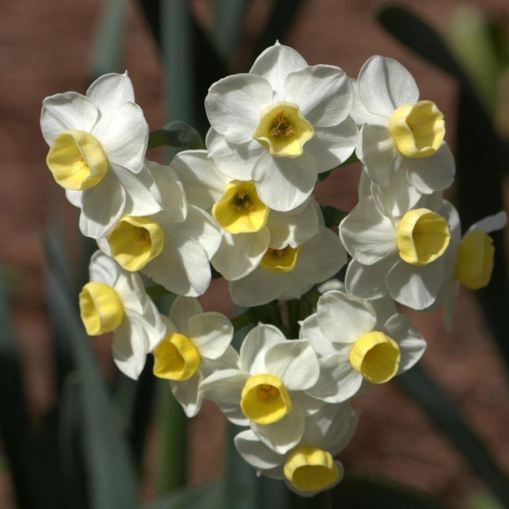 Narcisse multiflore 'avalanche' bulbe calibre 14+ (par 10)