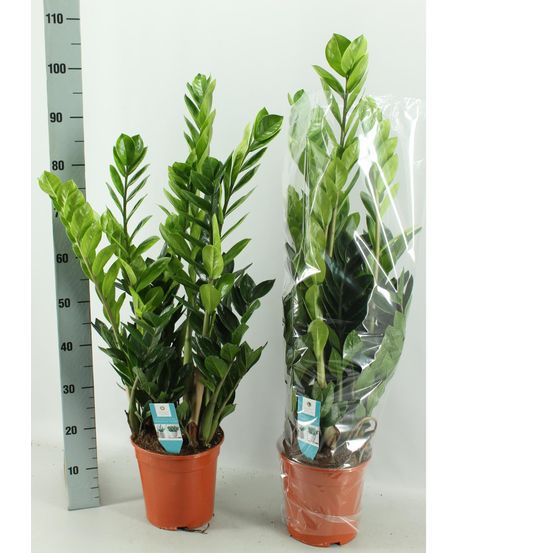 Zamioculcas 21cm - h75 cm - ø21 cm
