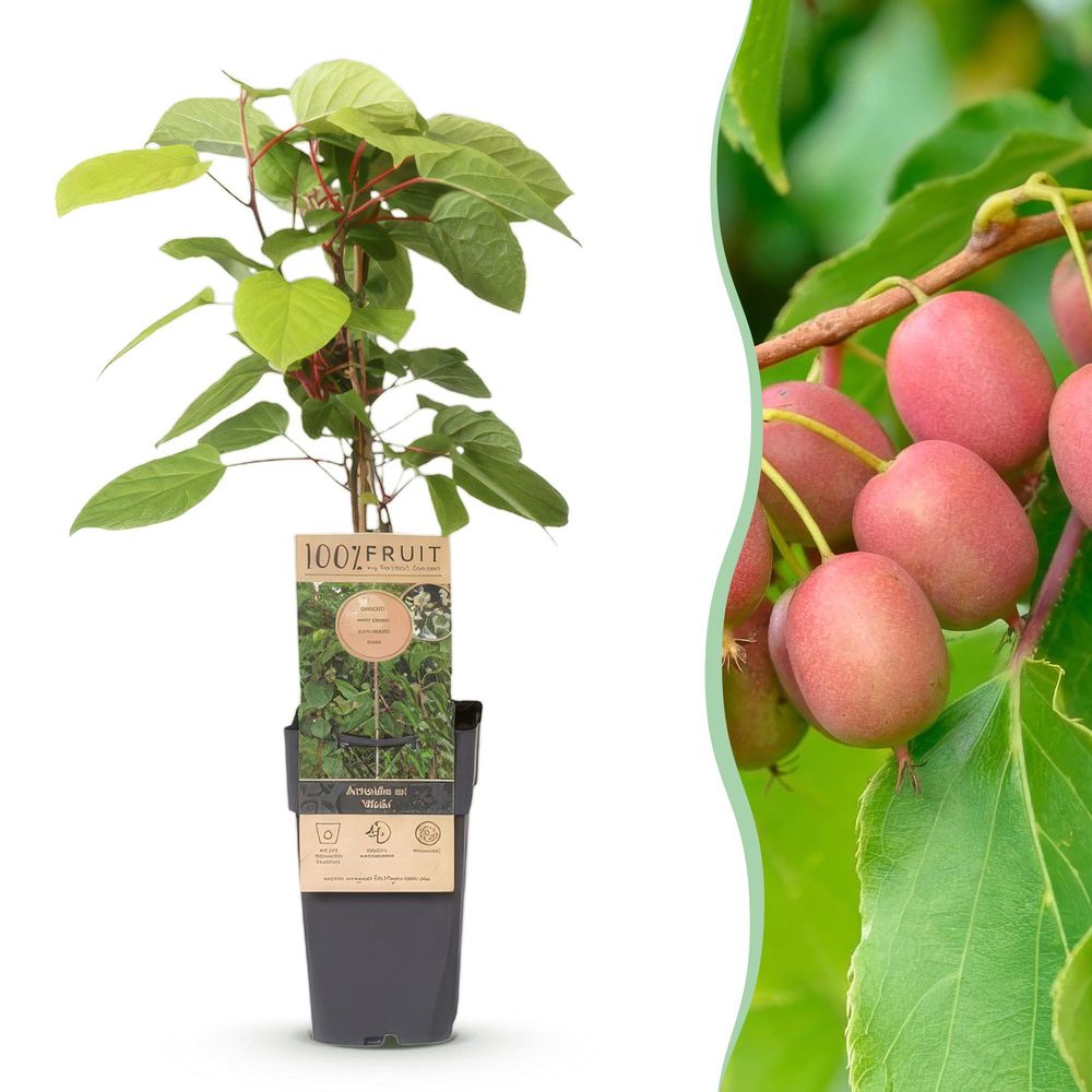 Kiwi 'weiki' - pot 15 cm - hauteur 50 cm - plante d'extérieur