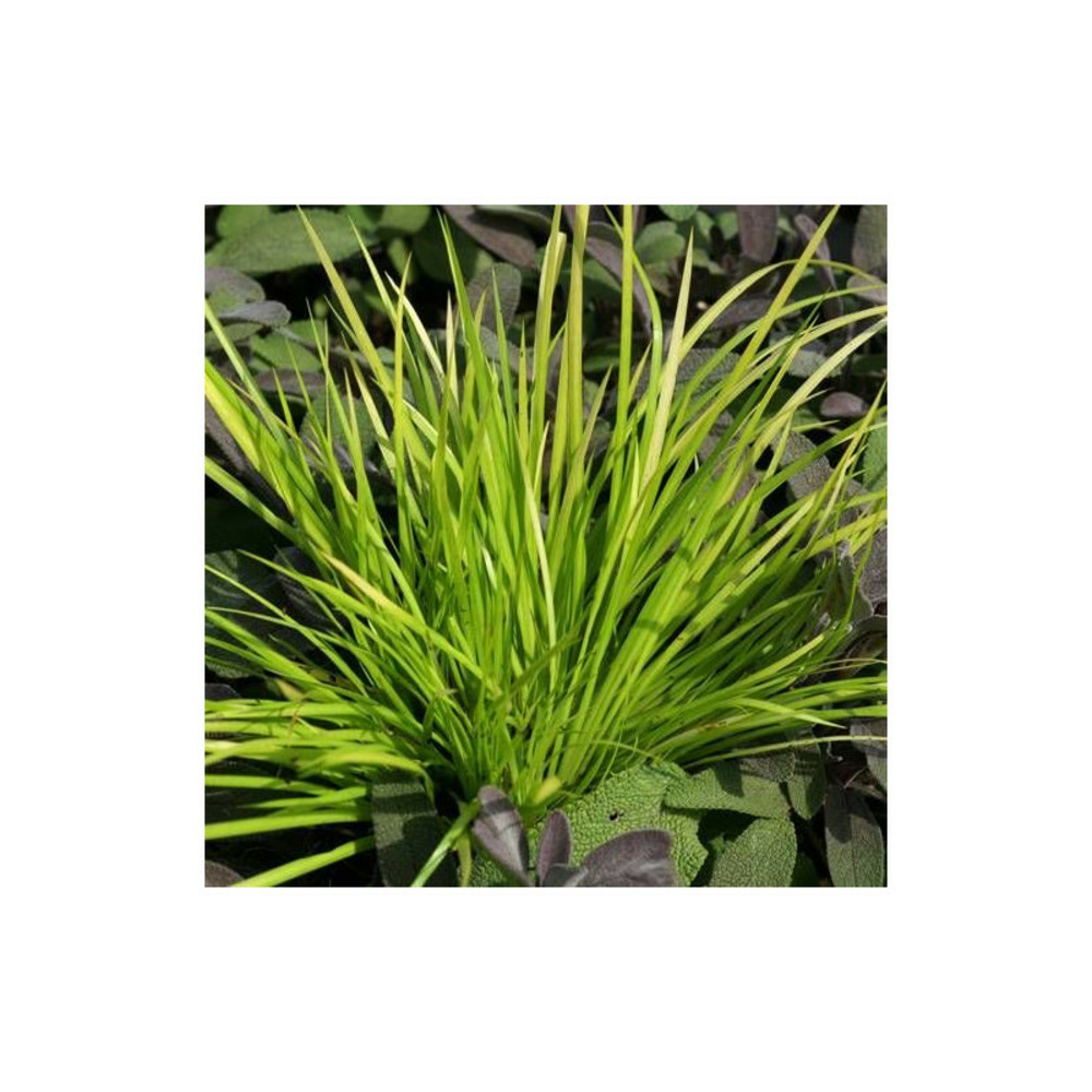 Acore gramineus hakuro-nishiki, acorus lot de 5 godets