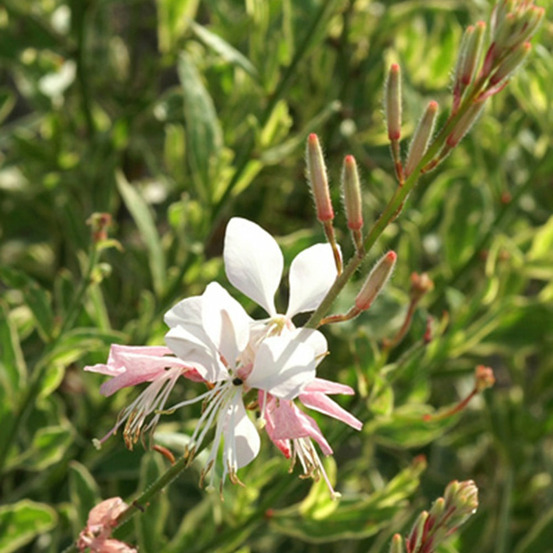 Gaura corrie's gold - le pot / ø 9cm