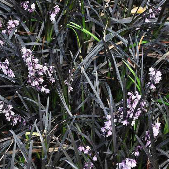 6 x barbe de serpent 'niger' - ophiopogon planiscapus 'niger' - godet 9cm x 9cm