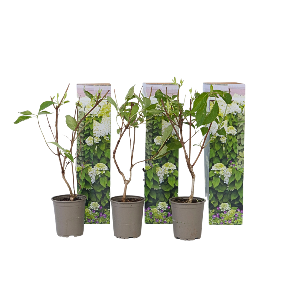 Hortensia - set de 3 - hydrangea paniculata 'silver dollar' - h25-40cm - ⌀9cm