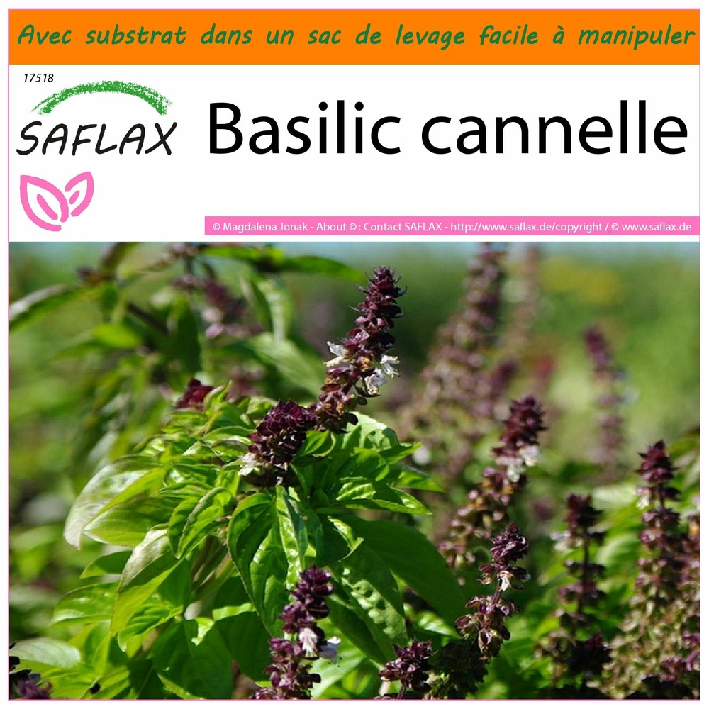 Garden in the bag - basilic cannelle - 200 graines - ocimum basilicum cinnamon