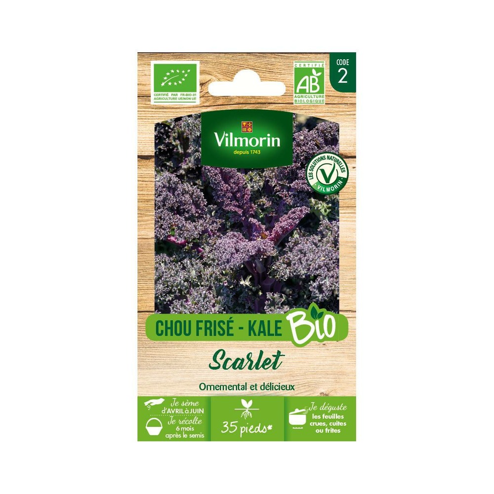 Sachet de graines chou frisé ( kale ) rouge scarlet bio