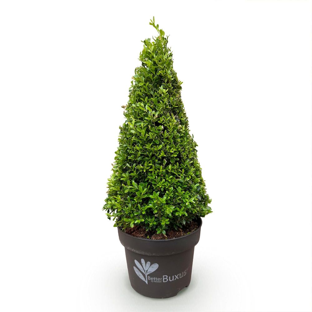 Buis 'betterbuxus skylight' - pot 23 cm - hauteur 70 cm - plante d'extérieur