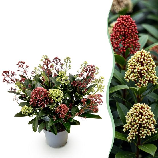 Skimmia japonica festival - h 30 cm, pot ø15 cm