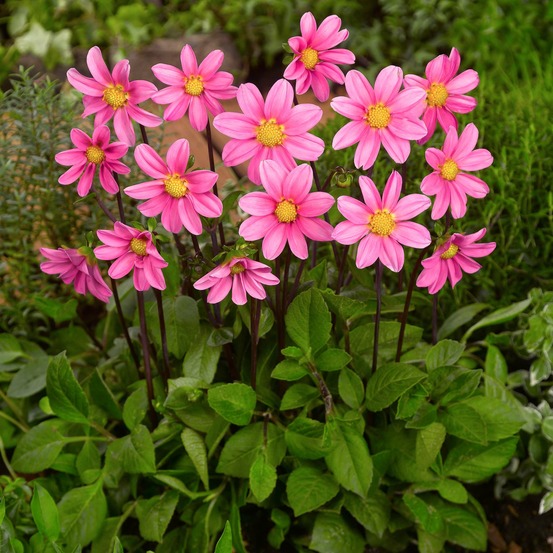 Dahlia nain simple 'topmix pink' bulbe calibre i