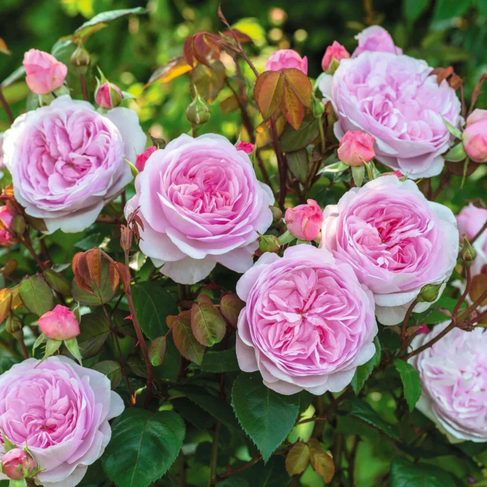 Rosier ancien olivia rose austin® 'ausmixture' pot de 5l - touffe
