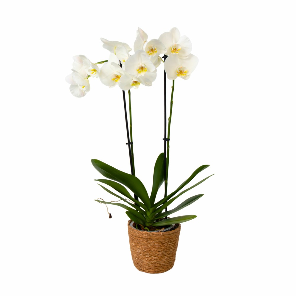 Orchidée papillon - phalaenopsis - hauteur 50-60cm - ⌀12cm