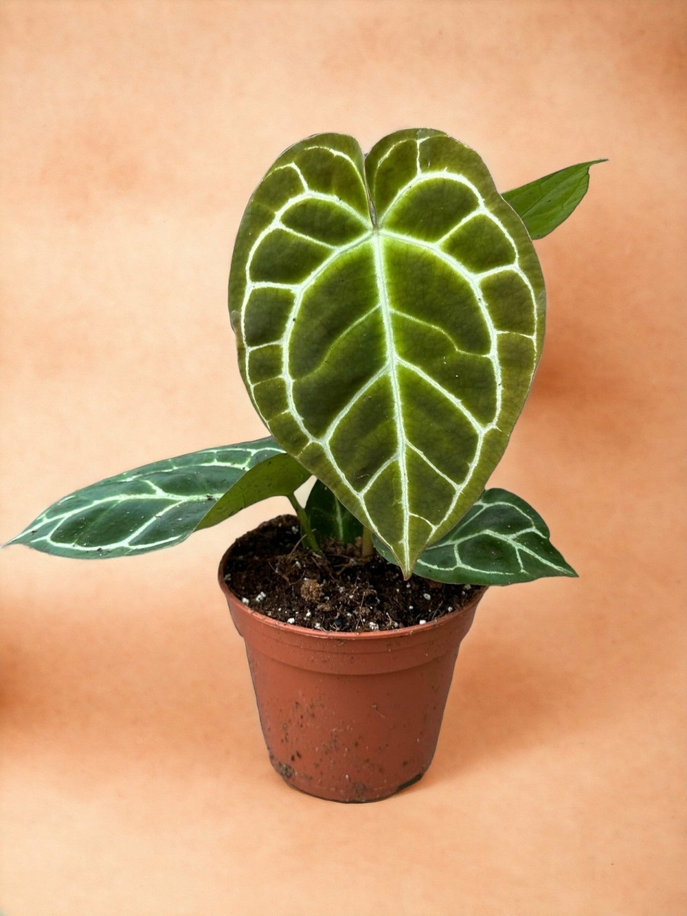 Anthurium crystallinum
