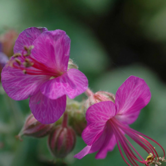 Géranium vivace velebit godet - 5/20 cm