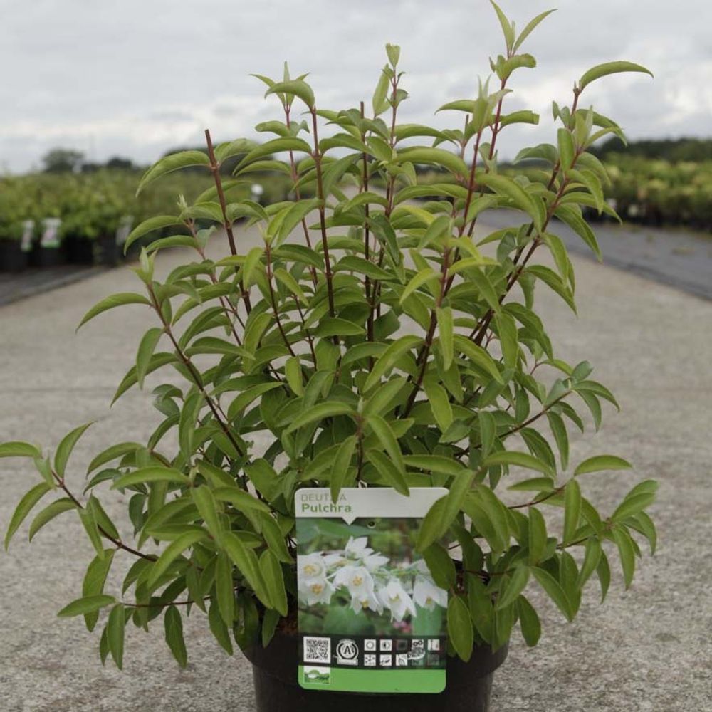 Deutzia pulchra pot de 2l/3l