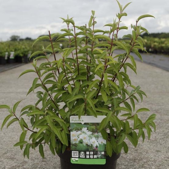 Deutzia pulchra pot de 2l/3l
