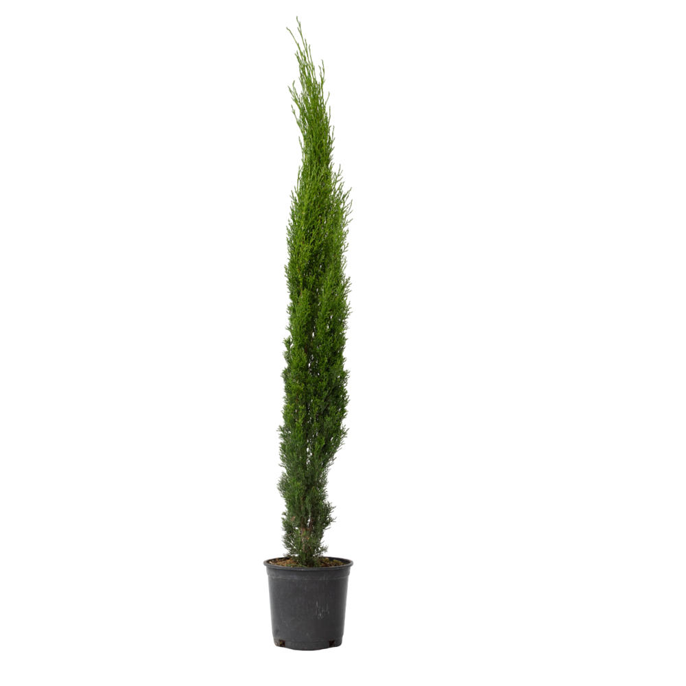 Cyprès toujours vert - cupressus sempervirens - hauteur 70-80cm - ⌀19cm