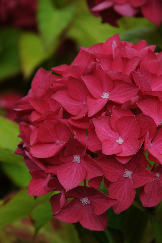 Hortensia 'leuchtfeuer' - en pot de 2 litres
