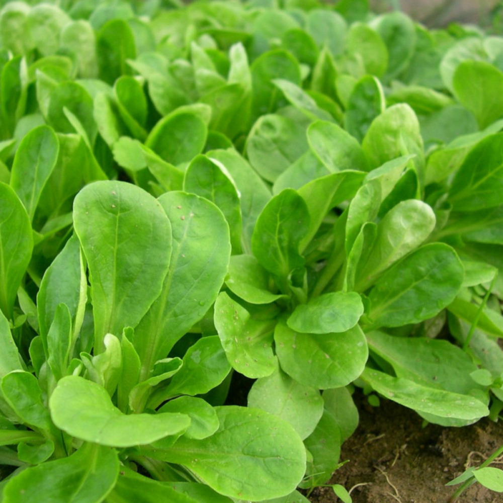 Graines de mâche agathe - vilmorin sachet