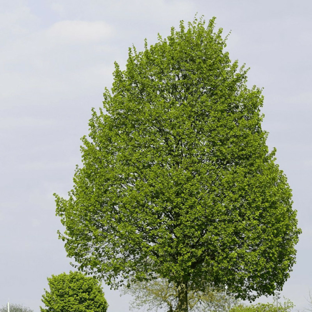 Tilleul à petites feuilles pot de 7,5l - 80/100 cm