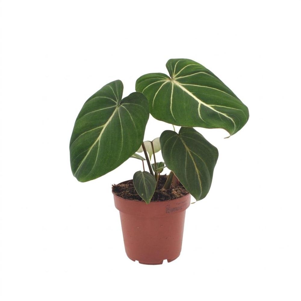 Philodendron gloriosum - pot de 12cm