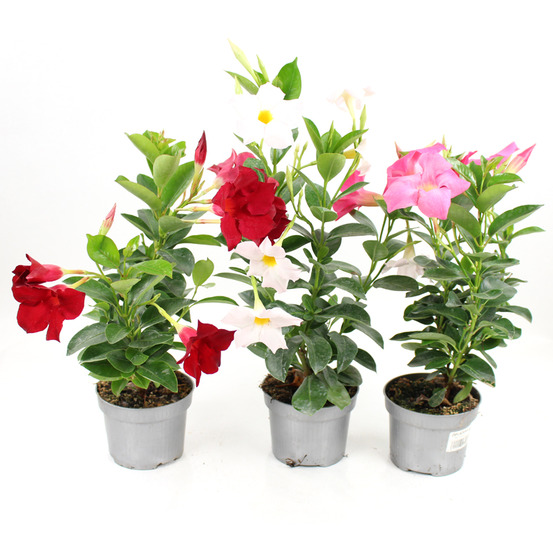 Dipladenia rio pot 10,5 cm