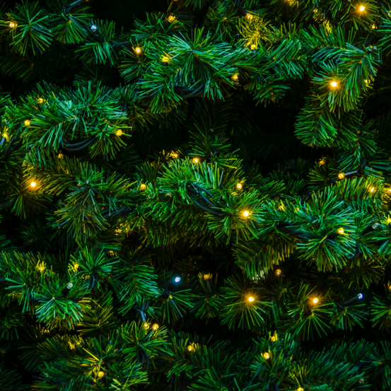 Sapin de noel nordman coupé 100/125cm