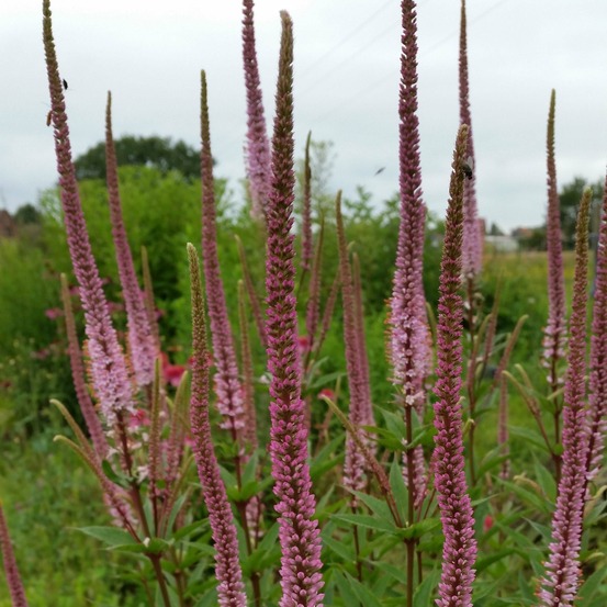 Veronicastrum virginicum 'erika' godet de 8/9 cm