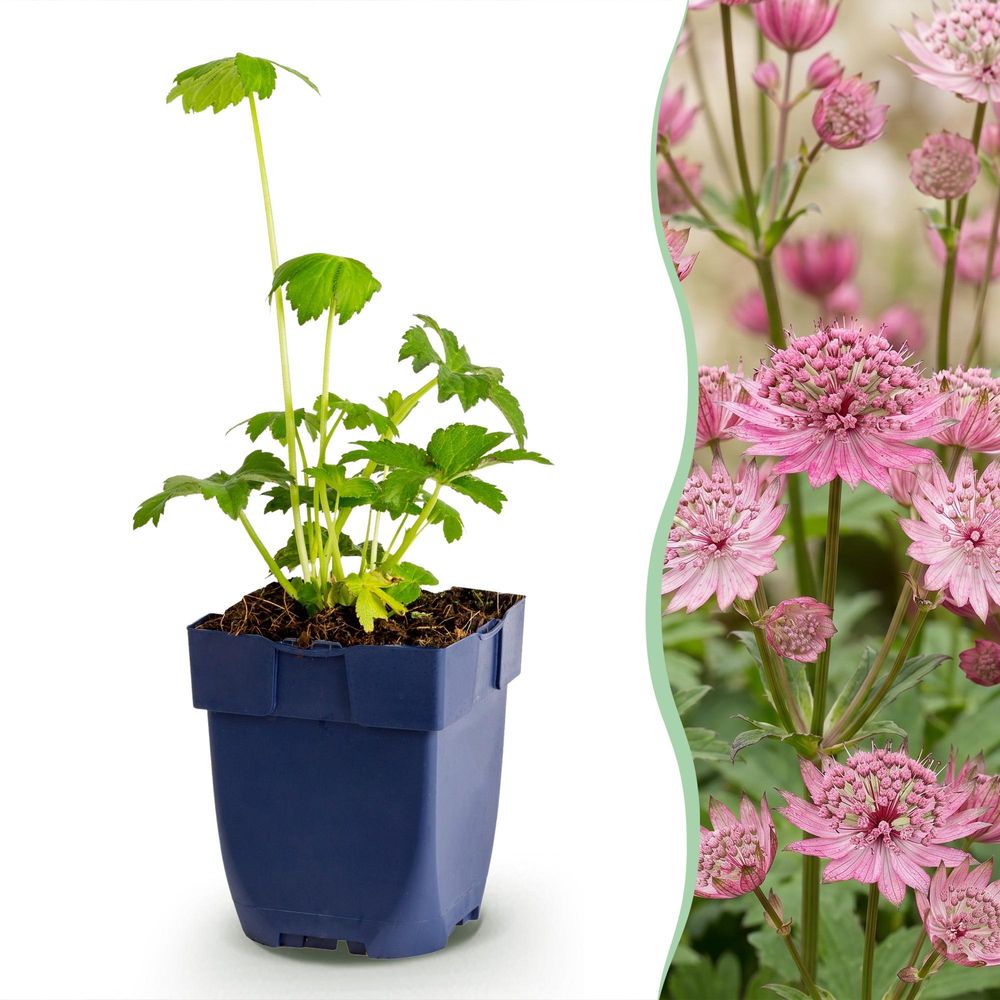 Astrance - lot de 6 - pot 11 cm - hauteur 25 cm
