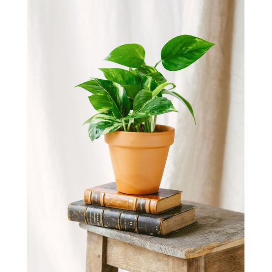 Pothos scindapsus aureum 25cm - plante d'intérieur