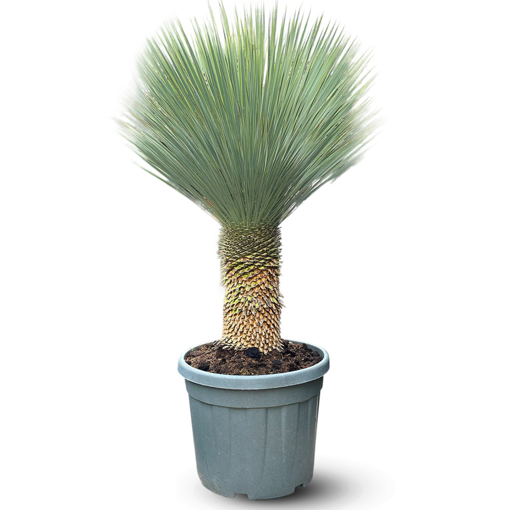 Yucca rostrata - plante méditerranéenne - stip 40 cm - ↕ 130-150 cm - ⌀ 45 cm - plante d'extérieur