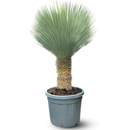 Yucca rostrata - plante méditerranéenne - stip 40 cm - ↕ 130-150 cm - ⌀ 45 cm - plante d'extérieur