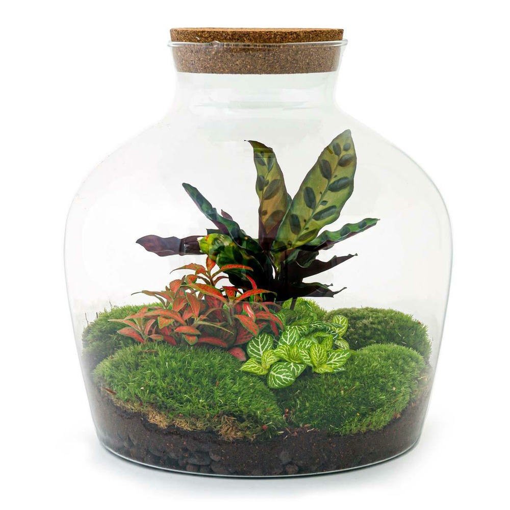 Kit terrarium diy - joy calathéa + 2 fittonia - sans outil