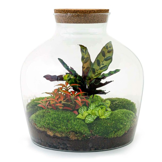Kit terrarium diy - joy calathéa + 2 fittonia - sans outil