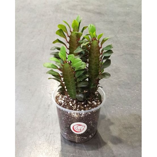 Euphorbia trigona rubra d. 12cm h. 20cm - plante d'intérieur