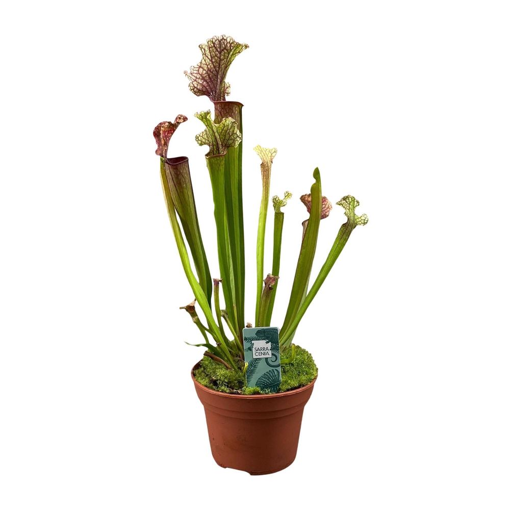 Sarracenia judith hindle - ø12cm - ↕30cm - plantes d'intérieur