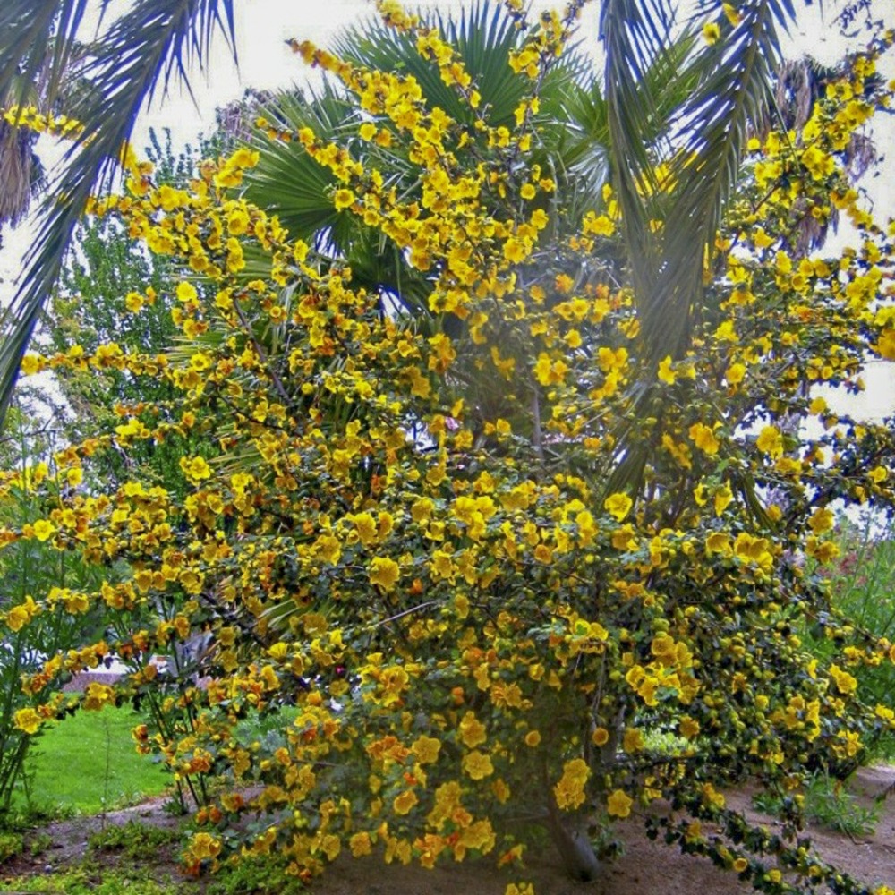 Frémontodendron californicum pot de 2l/3l