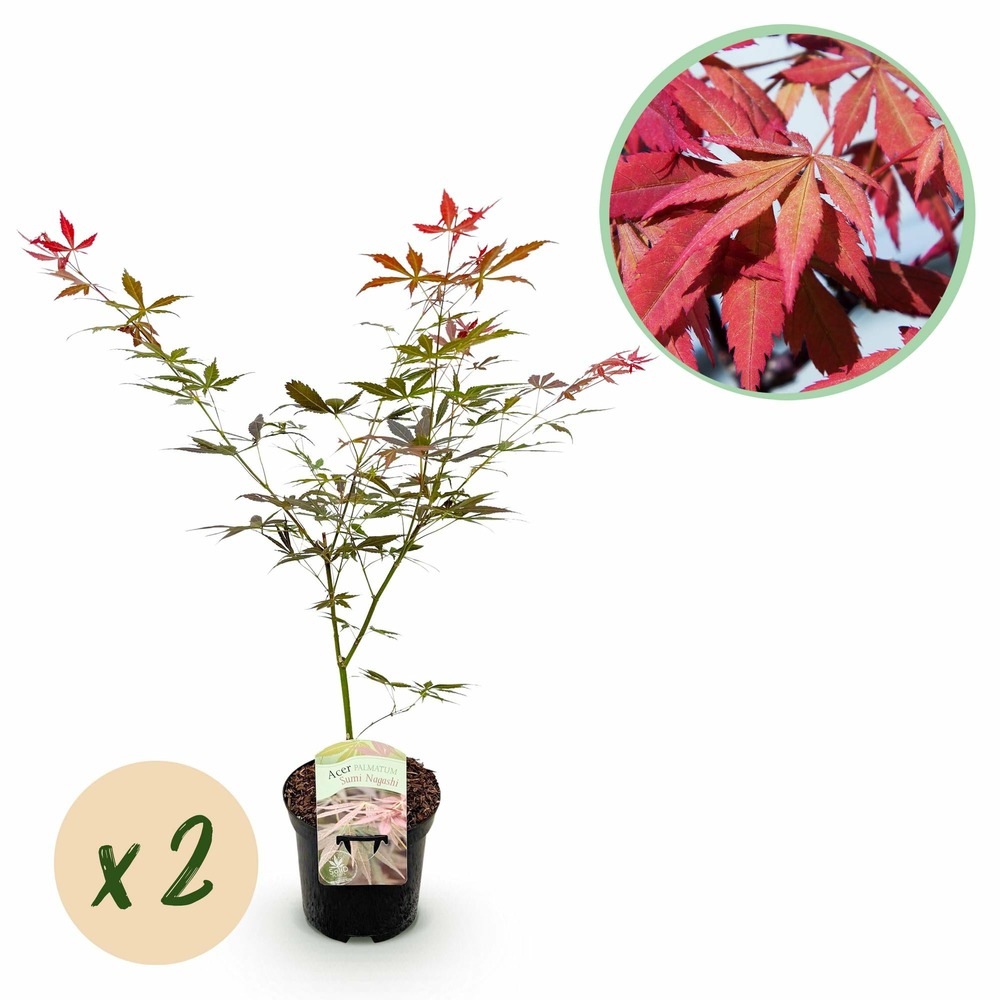 Lot de 2 - érable japonais - h70 cm
