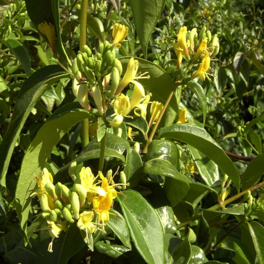 Chèvrefeuille copper beauty® pot de 1,5l - tuteur bambou 30/60 cm