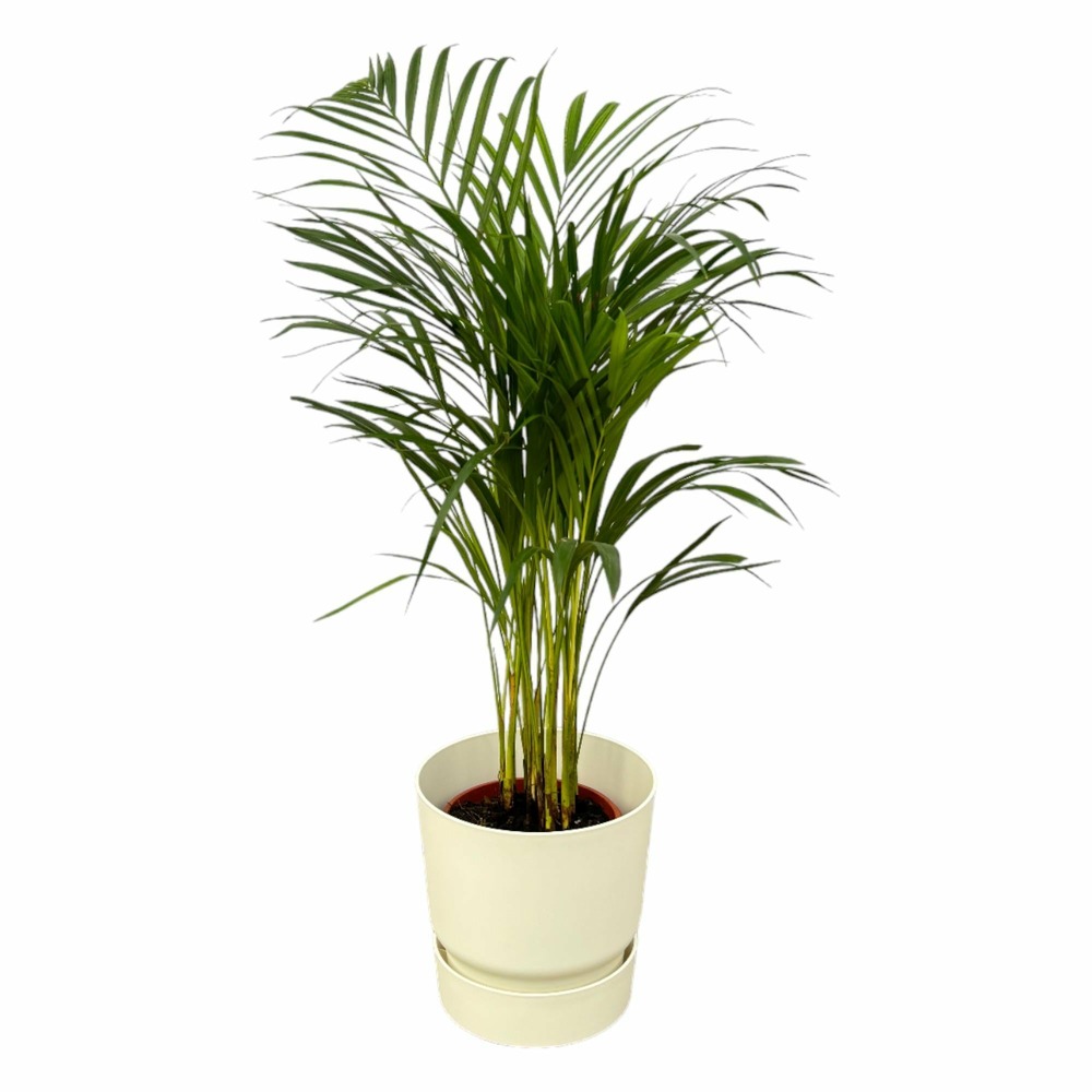 Grand palmier areca et son pot - hauteur 85cm