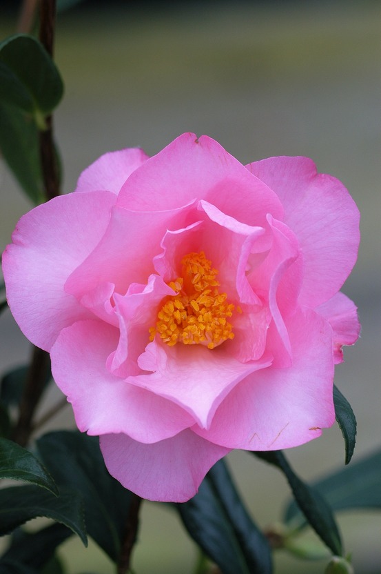Camélia 'taylor's perfection' - en pot de 1 litre